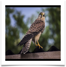 5 KESTREL Resized - Des Hawley